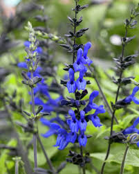 Salvia Black and Blue 2lt